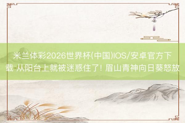米兰体彩2026世界杯(中国)IOS/安卓官方下载 从阳台上就被迷惑住了! 眉山青神向日葵怒放